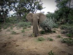 cute lovely Namibia Elephant