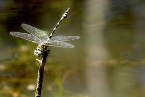 four winged dragonfly in wildlife