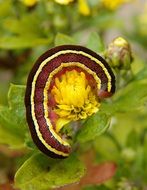 Caterpillar Stripes