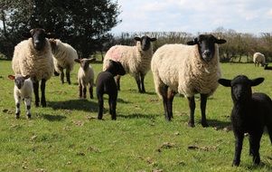 Group of sheep in the pasture on a sunny day