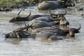 Buffalo Asiatic Wild Mud Animal