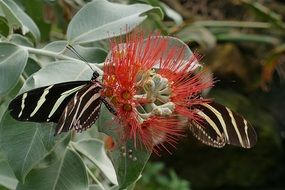 butterfly sitting on a flower in summer