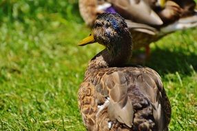 duck on the green grass close-up on blurred background