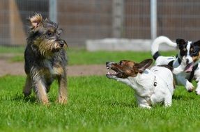 jack russel terrier growling at hybrid dog