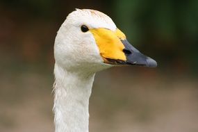 white goose with a long neck close-up