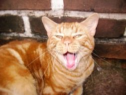 yellow cat yawns