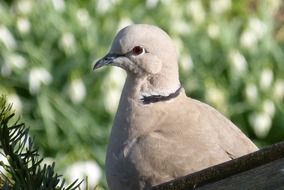 portrait of the white dove on a background of the forest