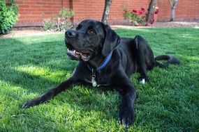 Dog Newfoundland