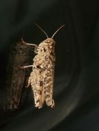 Italian locust on tree bark
