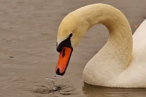 waterfowl white swan