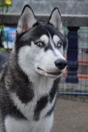 blue-eyed husky looks away