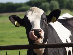 tagged farm cow in summer