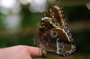 fragile butterfly on the human finger