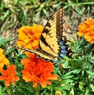 cute lovely orange Butterfly