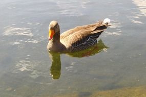 gray goose on the water close-up