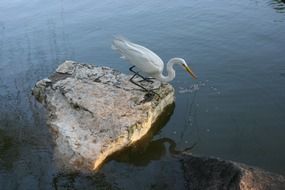 Heron on the stone in the lake