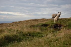 Sheep Hill Nature Animals