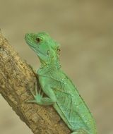 green lizard on the tree branch