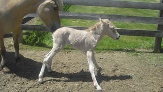 cute Newborn Equine Foal standing