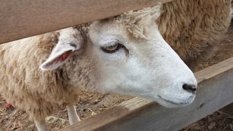 sheep looks out from behind the fence