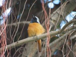 Daurian Redstart Bird perched bare blanch, china, taiwan, taipei