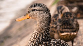 Domestic ducks on the farm