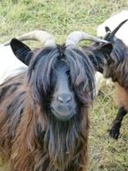 goat with hairy fur