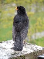 blackbird sitting on a stone