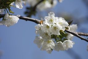 bee on the cherry blossom