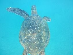 Hawaiian Turtle