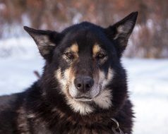 portrait of a sled dog in alaska on a blurred background