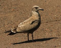 Seagull stands on the ground