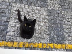 black cat on gray pavement