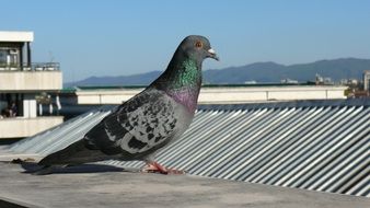 dove on the roof