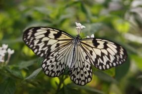 Colorful butterfly sits on the plant