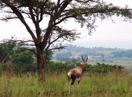 antelope in savannah in south africa