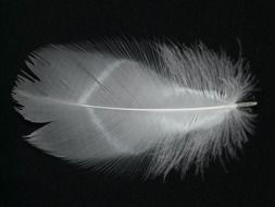 Black and white smooth feather