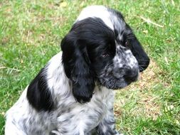 Puppy of Cocker Spaniel sitting portrait