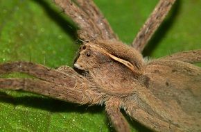 Colorful hairy spider on a wet green leaf