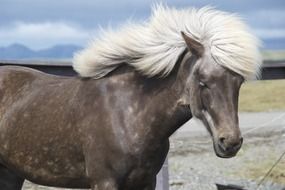 portrait of Brown and white pony