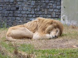 sleeping lion on dry grass