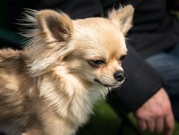 cute beige chihuahua