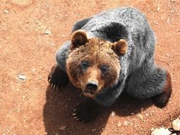 top view on grizzly bear