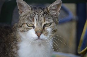 Portrait of the curious cat