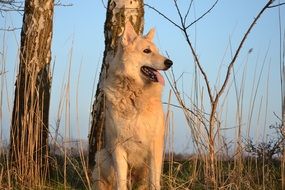 sled dog hybrid in the forest