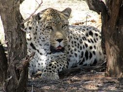 resting leopard in namibia