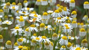 insect on yellow daisies