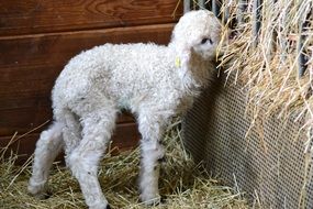 white lamb in the paddock