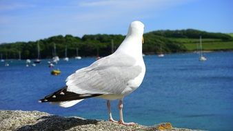 seagull on the lake on a sunny day