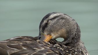 portrait of duck cleans feathers